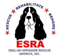 English Springer Rescue America